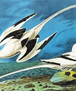 White Tailed Tropicbirds paint by number
