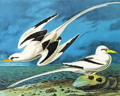 White Tailed Tropicbirds paint by number