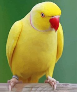 Yellow Ringneck Bird Paint by number