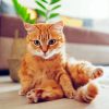 Adorable Orange Tabby Cat paint by number