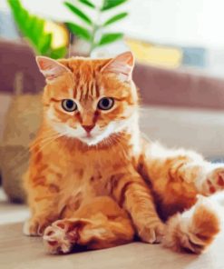 Adorable Orange Tabby Cat paint by number