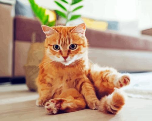 Adorable Orange Tabby Cat paint by number