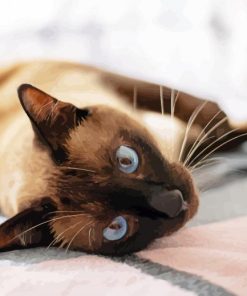 Adorable Siamese Dark Haired paint by number