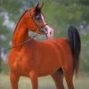 Aesthetic Arabian Horse paint by number