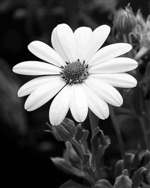Aesthetic Black And White Flower paint by number