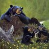 Aesthetic Black Bear With Cubs Animals paint by number
