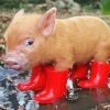 Aesthetic Pig Wearing Boots paint by number