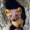 Aesthetic Cute Marten Animal paint by number