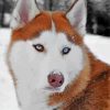 Aesthetic Red And White Husky paint by number