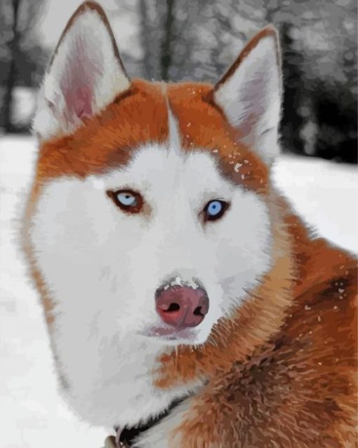Aesthetic Red And White Husky paint by number