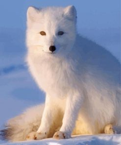 Baby Arctic Fox paint by number