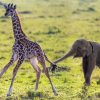 Baby Elephant And Giraffee paint by number