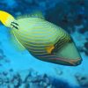 Beautiful Triggerfish paint by number