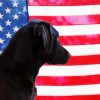 Black Lab Dog With Flag paint by number