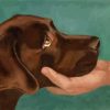 Brown English Labrador paint by number