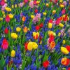Colorful Tulip Field Landscape paint by number