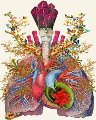 Colorful Anatomy Art paint by number