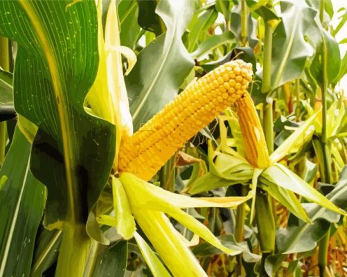 Corn Field paint by number