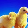 Cute Baby Chickens paint by number