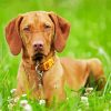 Cute Hungarian Vizsla paint by number