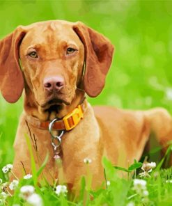 Cute Hungarian Vizsla paint by number
