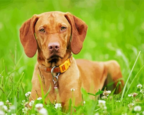 Cute Hungarian Vizsla paint by number