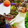 Dog Playing Sport paint by number