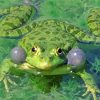 Green Marsh Frog paint by number