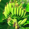 Green Banana Fruit Tree paint by number