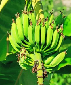 Green Banana Fruit Tree paint by number