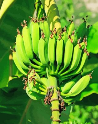 Green Banana Fruit Tree paint by number