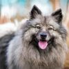 keeshond Dog Paint by number