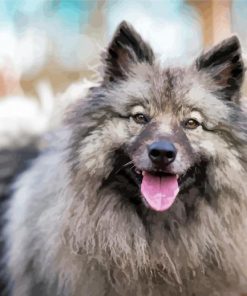 keeshond Dog Paint by number