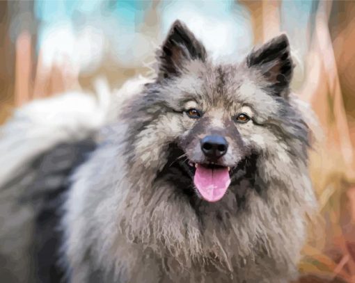 keeshond Dog Paint by number
