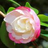 Pink White Camellia paint by number