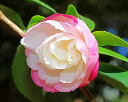 Pink White Camellia paint by number