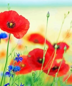 Red Poppies And Blue Cornflowers paint by number