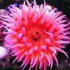 Sea Anemone paint by number