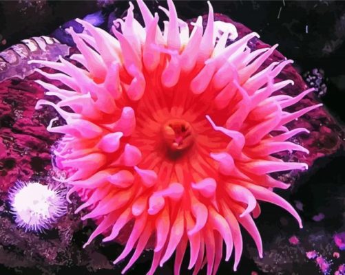 Sea Anemone paint by number