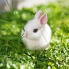 White Baby Rabbit paint by number