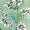 White Flannel Flowers Art paint by number