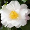 White Camellia paint by number