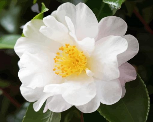 White Camellia paint by number