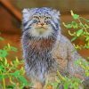 Aesthetic Manul Cat paint by number