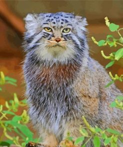 Aesthetic Manul Cat paint by number