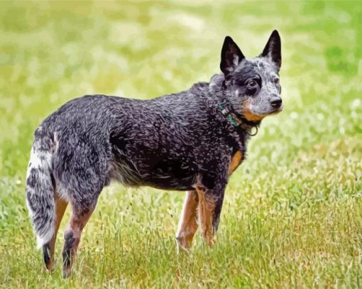 Australia Cattle Dog paint by number