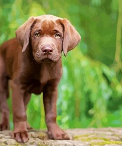 Baby Chocolate Lab paint by number