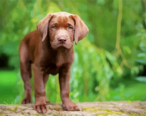 Baby Chocolate Lab paint by number