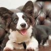 Black And White Corgi Dog paint by number