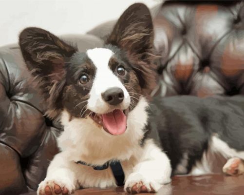 Black And White Corgi Dog paint by number